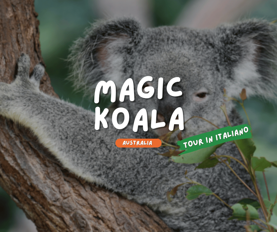 AUSTRALIA: MAGIC KOALA